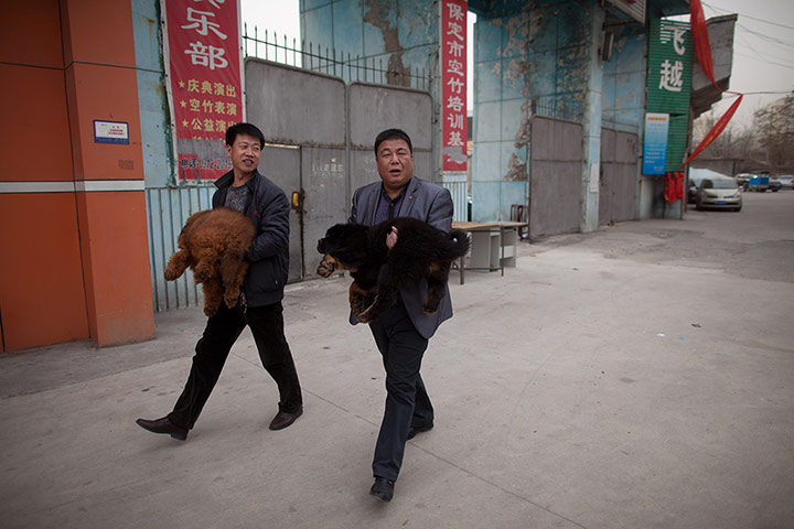 Mastiff Show: Two men walk away holding mastiffs