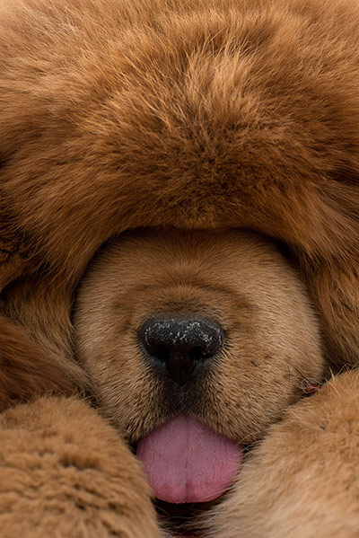 Mastiff Show: A Tibetan mastiff dog close-up