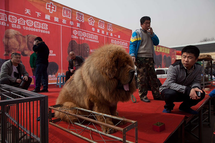 Mastiff Show: VVendors gather on a stage with their Tibetan mastiffs.