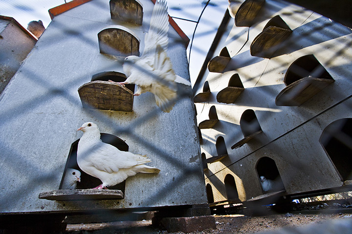 24 hours in pictures: Qingdao, China: Pigeons stand in a pigeonry at music square)