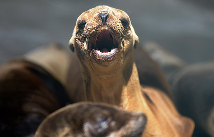 24 hours in pictures: Malnourished sea lion pups recovers at t