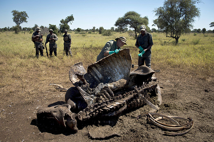 24 hours in pictures: Satara camp, South Africa: The carcass of a poached rhino at the Nwanetsi p