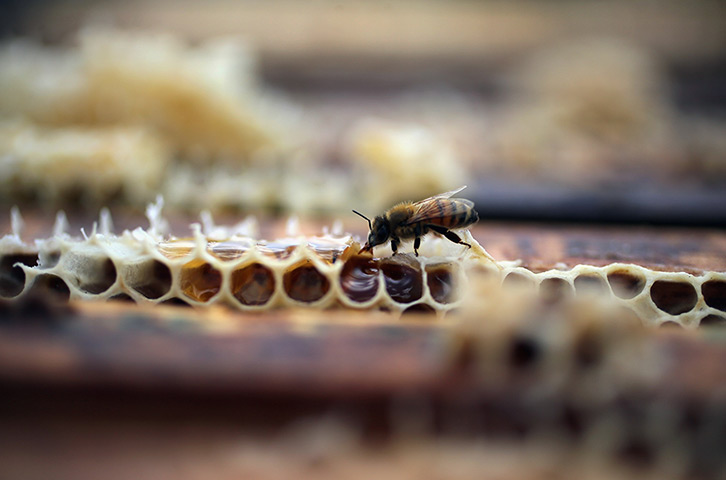 24 hours in pictures: Florida:  A honey bee at the J & P Apiary and Gentzel's Bees, Honey and Pol