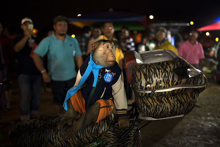 24 hours in pictures: A monkey sits on a motorcycle, wearing a People's Justice Party flag