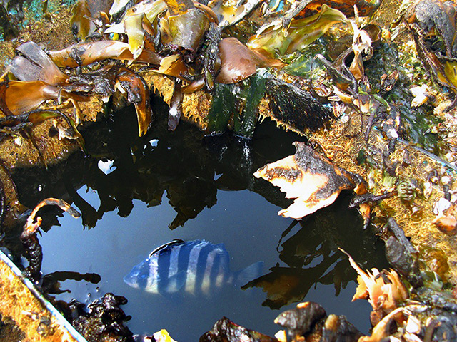 Week in Wildlife: A striped beakfish swims in a water-filled well