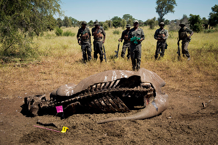 Week in Wildlife: The carcass of a poached rhino at the Nwanetsi picnic site