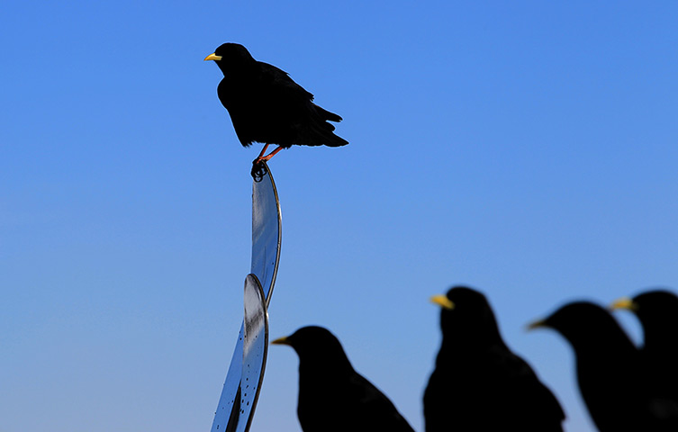 Week in Wildlife: A jackdaw perches on a snowboard 