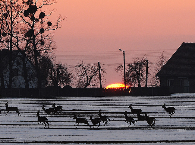 Week in Wildlife: A herd of deer runs through a snowy field in Poland