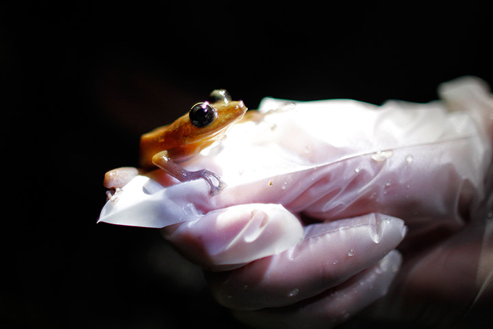 Week in Wildlife: A researcher with Proyecto Coqui,  holds a Coqui Guajon or Rock Frog