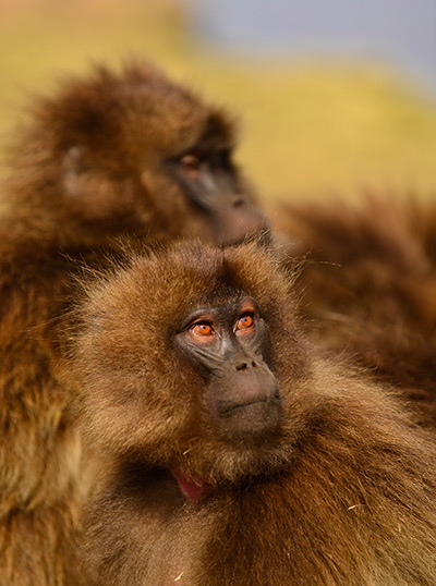 Week in Wildlife: Gelada baboons in the Simien Mountains of Ethiopia
