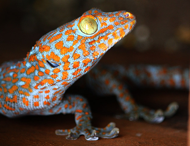 Week in Wildlife: Activists are warning Tokay Gecko are in danger of being over-hunted