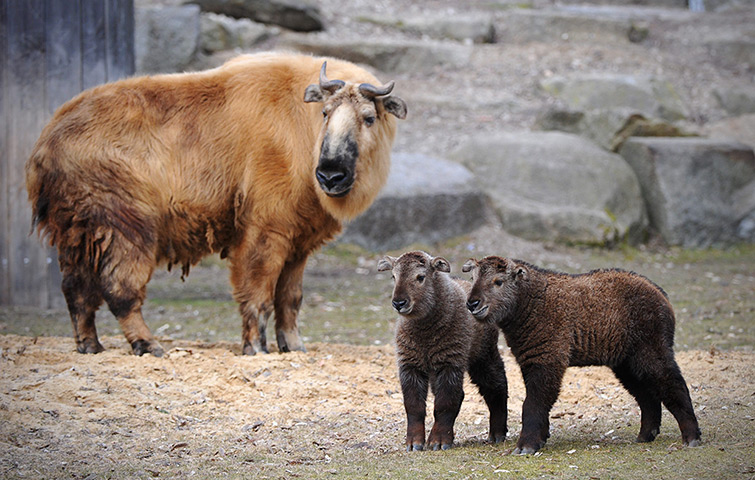 Week in Wildlife: Two Sichuan takin babies stand with their mother