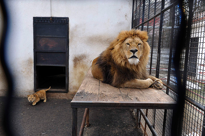 Week in Wildlife: A lion and cub in Onesti zoo, Romania