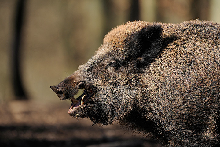 Week in Wildlife: Wild Boar baring his teeth