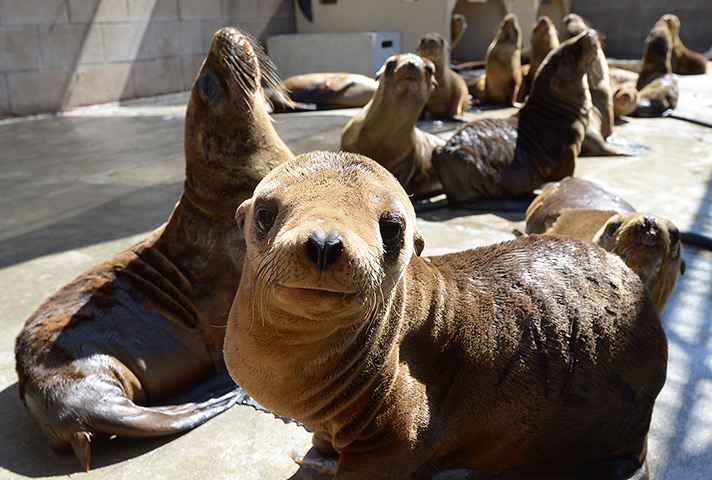 Week in Wildlife: Malnourished sea lion pups recover at the Marine Mammal Care Center