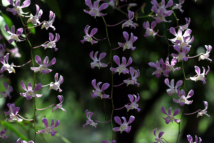 Week in Wildlife: Pigeon Orchids (Dendrobium crumenatum) in full bloom