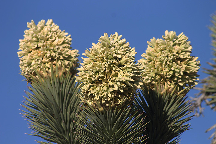 Week in Wildlife: Joshua Trees in bloom in the Cima Dome area of the Mojave National Preserve