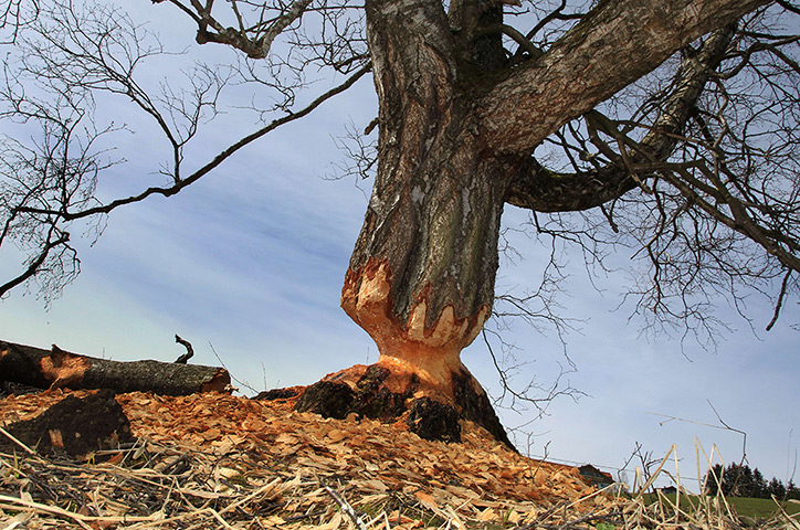Week in Wildlife: A birch tree gnawed by beavers near Lengenwang, southern Germany