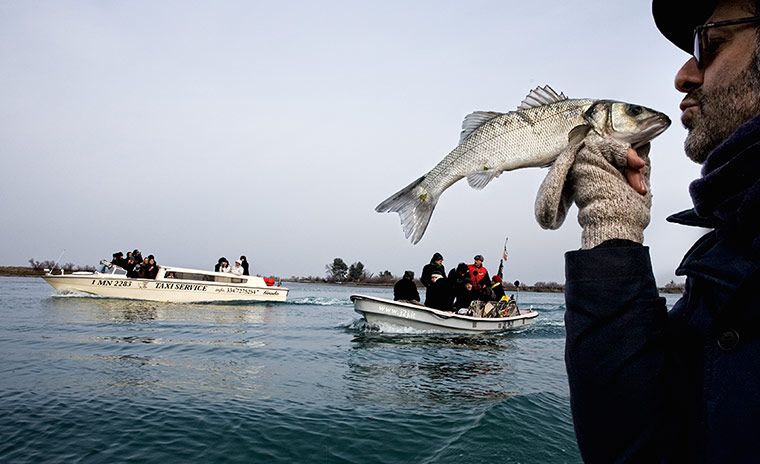 Cook it raw: Massimo Bottura gets up close and personal with his catch