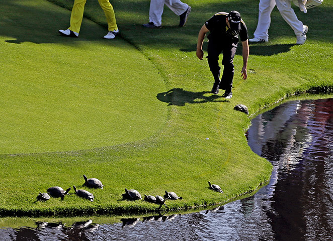 augusta day 1: Sergio Garcia tries to chase a turtle back into the pond on the 14th