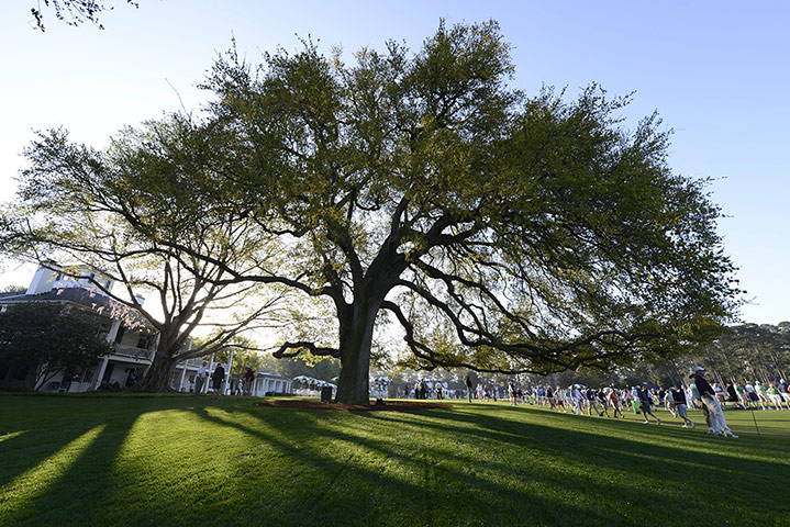 augusta day 1: The Big Oak Tree in front of the clubhouse 