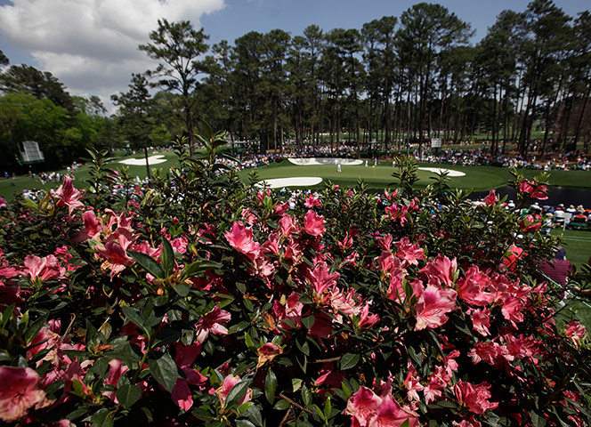 augusta day 1: Azaleas at the 16th green