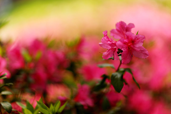augusta day 1: A close up of an Azealia in bloom