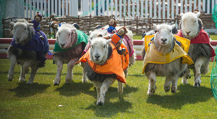 best of the week: The Lamb National