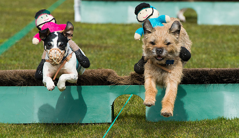 best of the week: Terrier racing