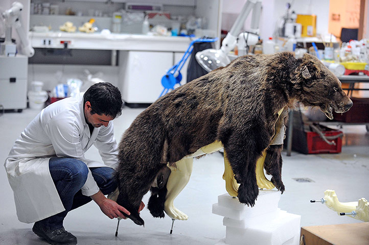 20 Photos: Taxidermy bear at the Museum of Natural History in Toulouse