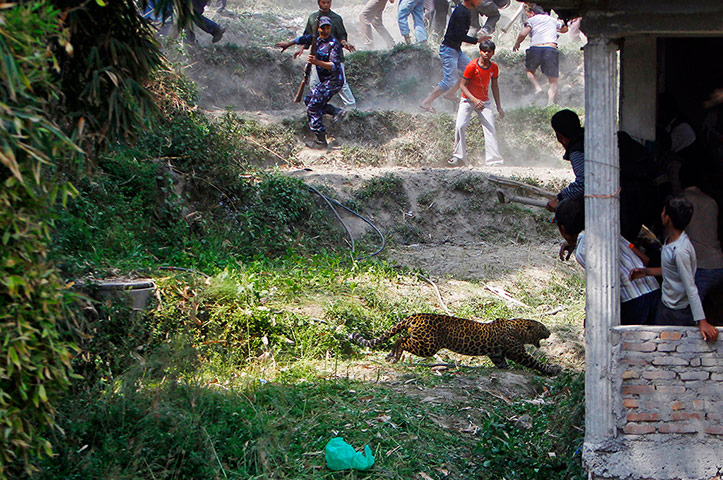 20 Photos: Leopard lunges at villagers in Gothatar, Nepal