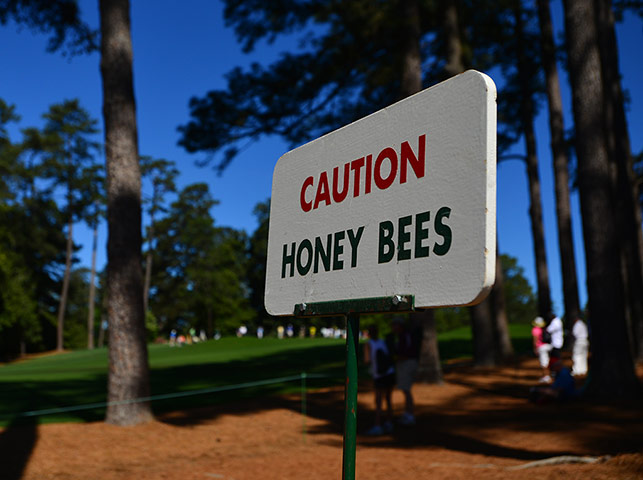 golf day 3: Caution bees sign