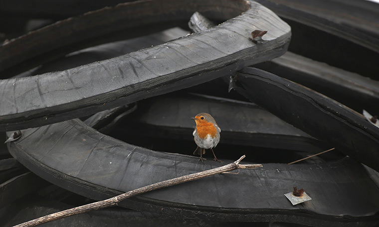 24 hours: Minsk, Belarus: A robin sits on a pile of old tyres