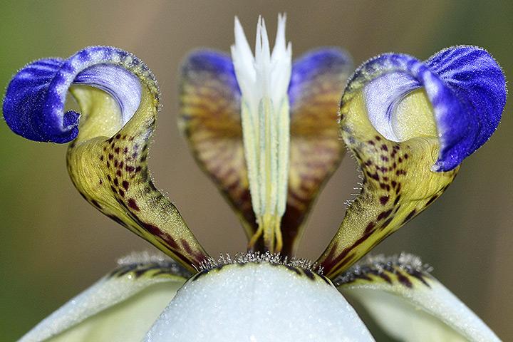 24 hours: Guwahati city, India: A close-up view of an orchid in full bloom 