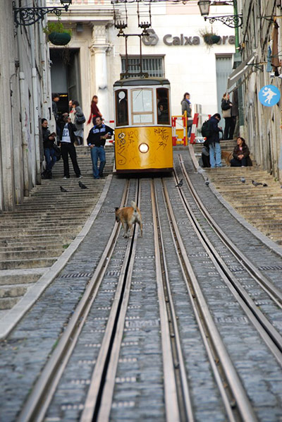 Your Pictures - parallel: yellow tram and tramlines with dog in front