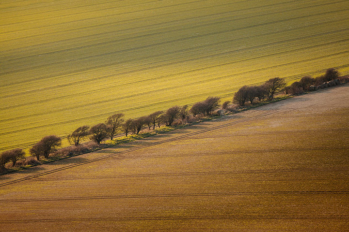Your Pictures - parallel: landscape image of green and brown field with trees in the middle