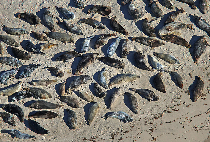 24 hours: Chatham, Massachusetts, USA: Seals carpet a beach 