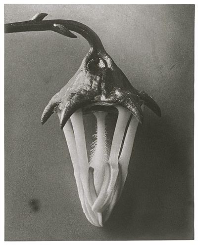 Karl Blossfeldt: Azorina - blossom (petals removed)