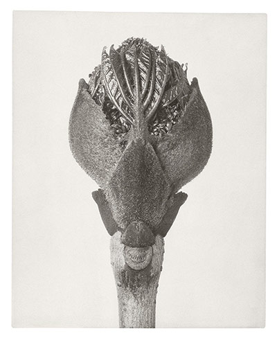Karl Blossfeldt: Manna Ash - blossom bud opening 