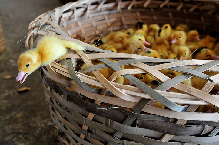 24 hours in pictures: Zhangzhou, China: Ducklings are seen at a poultry farm before they are disp