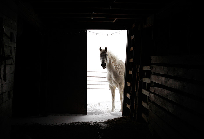 24 hours: Casper, Wyoming, USA: A horse looks through an open barn door