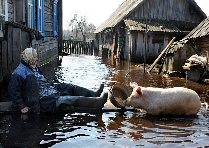 24 hours: Snyadin, Belarus: A woman feeds a pig