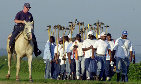 A field work crew at the Louisiana state penitentiary in Angola