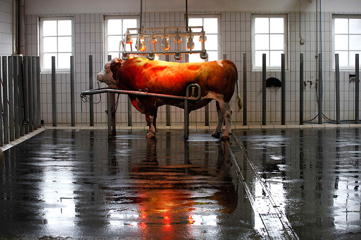 24 hours: Hohenzell, Austria: A breeding bull stands under infra red lights