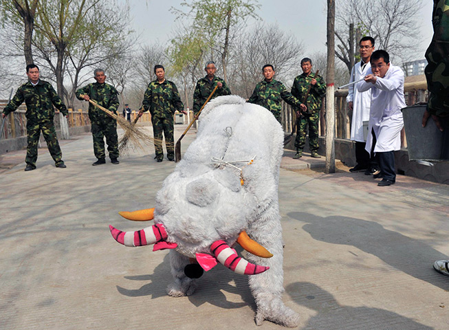 24 hours: Taiyuan, China: staff take part in a drill in the event of animal escape at a zoo 