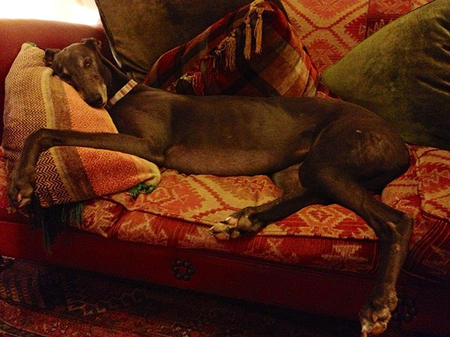 Top pets: sleeping dogs: Sleeping dogs: Greyhound on sofa
