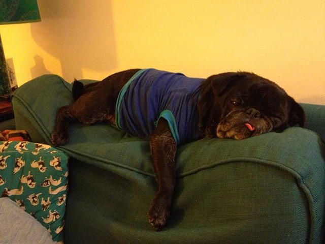 Top pets: sleeping dogs: Sleeping dogs: Pug wearing t-shirt on sofa