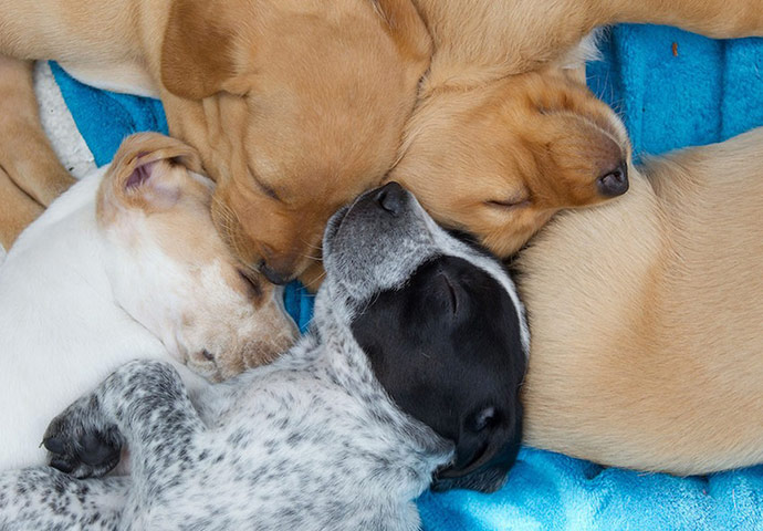 best sleeping dogs image