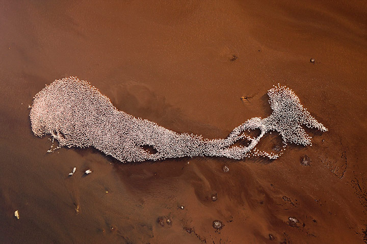 rift valley from above: Lake Borogia, Kenya