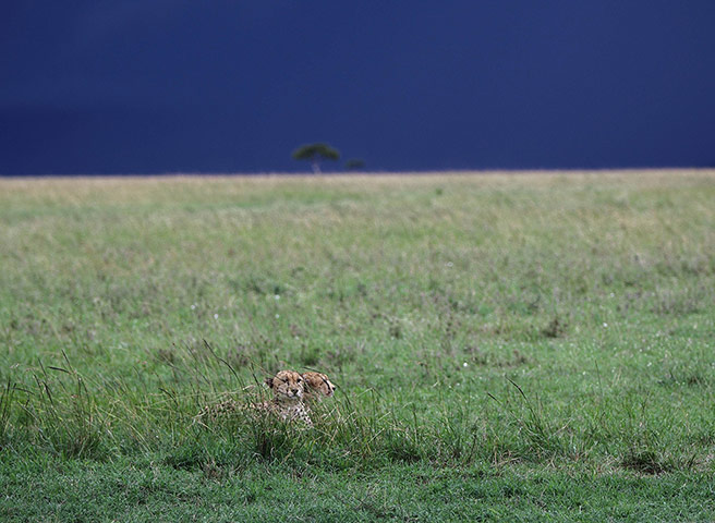 Week in wildlife: Two cheetahs rest at the Maasai Mara National Reserve, southwest Kenya